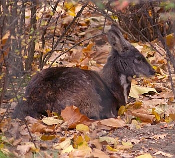 MOSCHUS MOSCHIFERUS